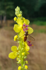 Marmalade hoverfly (Episyrphus balteatus) on Mullein (Verbascum sp.)
