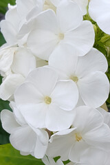 Fototapeta na wymiar Perennial phlox with white flowers (Phlox paniculata) 