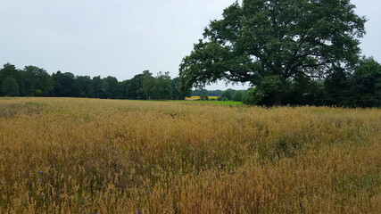 Field with ripening oat