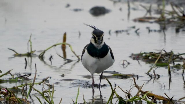 Northern Lapwing (shorebird) foot was injured. Walking with a crick. Close-up. Birds(Vanellus vanellus) foraging in a newly irrigated field. Yunlin County, Taiwan