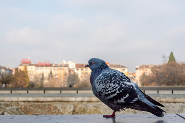Close-up view of a pigeon perched on a ledge, a cityscape in the background in the distance, Sofia, Bulgaria.
