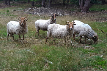 Obraz premium Small herd of Drenthe Heath Sheep (Drents Heideschaap) used for vegetation management in forest