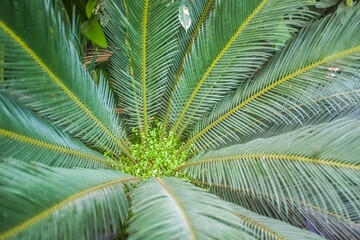 Big leaves of date palm in the greenhouse of the winter garden. Blur and selective focus. Full frame. top view.
