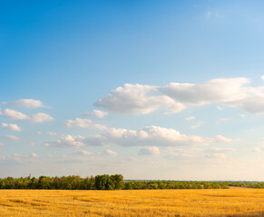 Mowed field of wheat