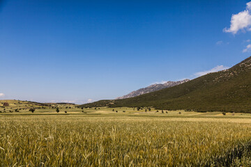Stunning wheat field and mountain landscape in summer with sunny blue sky