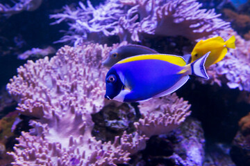 Fototapeta na wymiar Aquarium fish Powder Blue Surgeonfish. Most of the body is painted in a bright sky-blue color. The dorsal, pectoral fins, as well as the base of the tail and the spike are yellow. The anal and pector