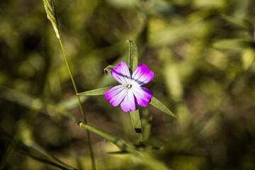 Purple flower isolated on green blur background