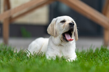 little labrador retriever puppy lies on the grass and yawns. eyes covered