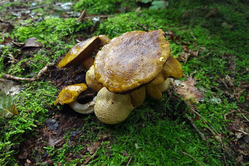 Parasitic boletes (Pseudoboletus parasiticus) parasitizing on Common earthballs (Scleroderma citrinum)