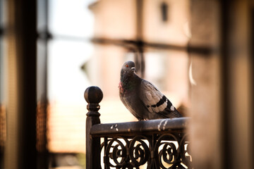 Pigeon looking through the window, close-up view