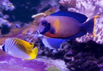 Chocolate surgeon fish (Acanthurus pyroferus).
 The adult fish has a brown body with an orange spot just above the base of the pectoral fin.The caudal fin with long extreme rays is bordered by a brigh
