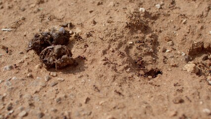 Ants move on the ground. They feel the tracks. Invisible connection. Using the burrow to enter the nest.
