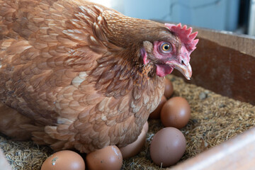 hatching chicken close-up
