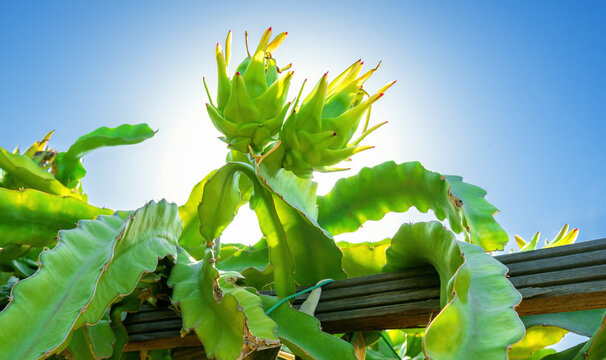 Two Young Dragon Fruits Growing On Top Of A Branch Of Cactus Tree At Dragonfruit Plantation