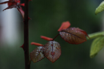 Close-up of raindrops on leaves