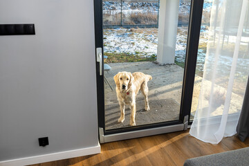 A young male golden retriever stands outside on the terrace and waiting to enter the house.