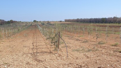 Rows of olive tree seedlings on farmland. Young, fast-growing plant varieties that will bear fruit...