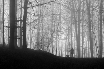 Stroller or walker with dog in a beech Forest in Iserlohn Sauerland Germany. Misty and foggy...