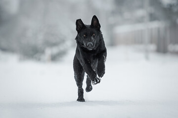 black dog galloping towards the camera on a snowy road