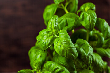 Basil on a black wooden table. Bunch of fresh basil close up on a dark background. Greens on an old shabby heart.