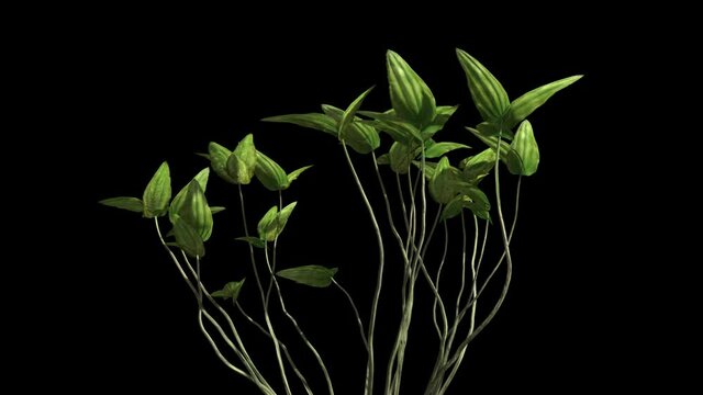 Tropical creeper plants