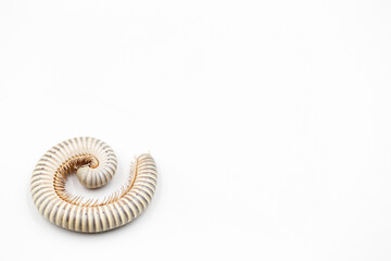 close-up of millipede curled up with copy space