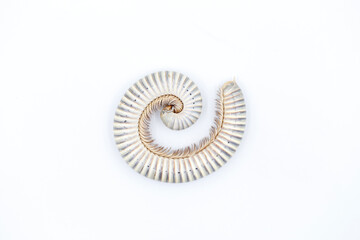 close-up of millipede curled up on white background