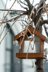 Icy rain on a tree. raindrops freezing into icicles. iced glass of feeder
