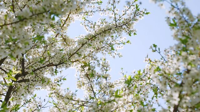 Beautiful springtime 4k stock video landscape. Close-up view footage of sunny branches of spring trees blooming with fresh young white flowers and green leaves. Abstract natural floral background
