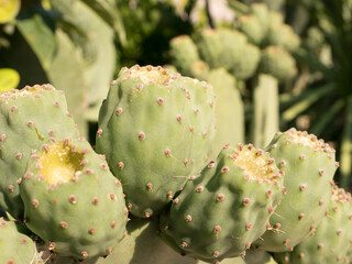 Opuntia cactus with green oval leaves and yellow pricks closeup side view