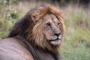 Fototapeta na wymiar Portrait eines Löwen