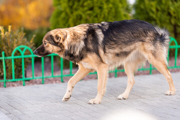 mongrel dog for a walk. uncertain steps. The dog is afraid of sudden movements