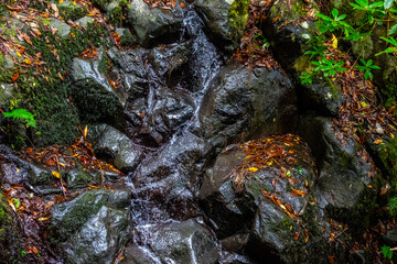 Madeira - Santo António da Serra