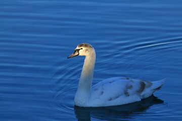 Fototapeta premium Young mute swan on the lake