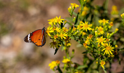 Sultan butterfly on plant ; Danaus chrysippus butterfly