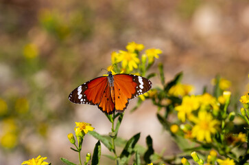 Sultan butterfly on plant ; Danaus chrysippus butterfly