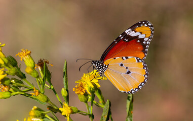 Sultan butterfly on plant ; Danaus chrysippus butterfly