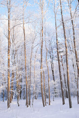 Snowy and frosty trees at sunny winter day in forest.