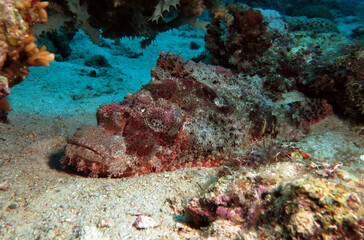 A Bearded Scorpionfish resting under a rock Boracay Island Philippines