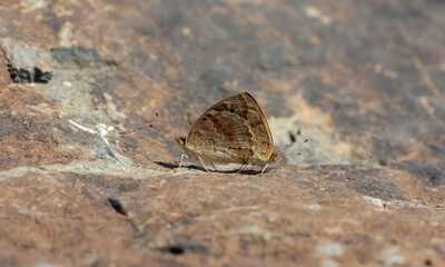 Miss Tigris butterfly Junonia orithya