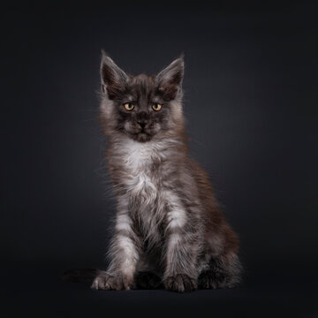 Impressive black smoke Maine Coon cat kitten, sitting up facing front. Looking towards camera. Isolated on a black background.