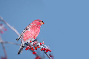 A beautiful male Pine Grosbeak (Pinicola enucleator) feeding on Rowan tree berries on a cold winter day