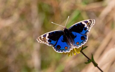 Miss Tigris butterfly Junonia orithya