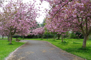 Obraz premium Scenic Landscape View in Spring of a Cherry Tree Blossom Lined Winding Path through a Beautiful Park Garden