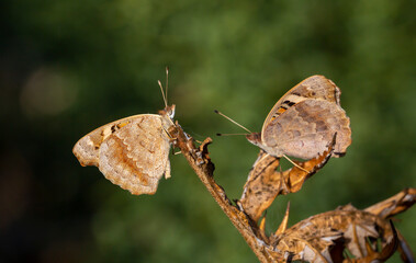 Miss Tigris butterfly Junonia orithya