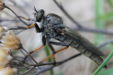 big fly