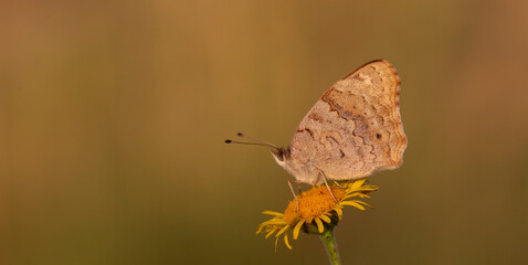 Miss Tigris butterfly Junonia orithya