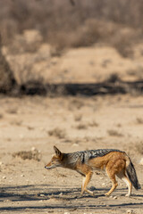 Black-backed Jackal in the Kalahari