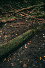Low angle shot of the tree trunk in the forest. ground view of an old bare tree in European woods.
