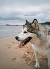 Happy malamute is sitting by the sea.
